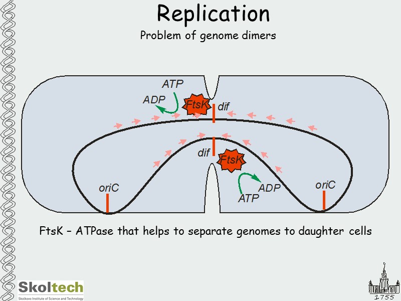 Replication Problem of genome dimers FtsK – ATPase that helps to separate genomes to